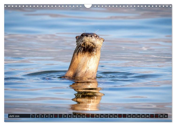 Produktbild: Wildtierkalender (Wandkalender 2026 DIN A3 quer), CALVENDO Monatskalender