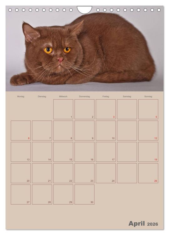 Produktbild: Britisch Kurzhaar Katzen - Planer (Wandkalender 2026 DIN A4 hoch), CALVENDO Monatskalender