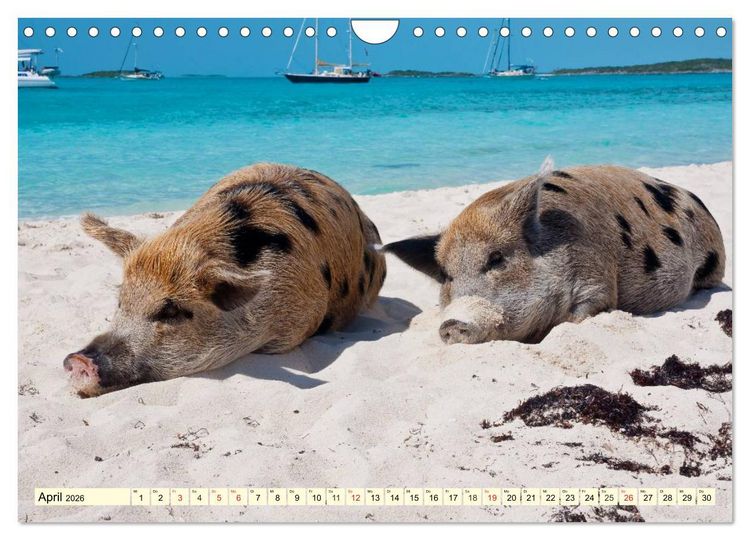Produktbild: Schwimmende Schweine (Wandkalender 2026 DIN A4 quer), CALVENDO Monatskalender