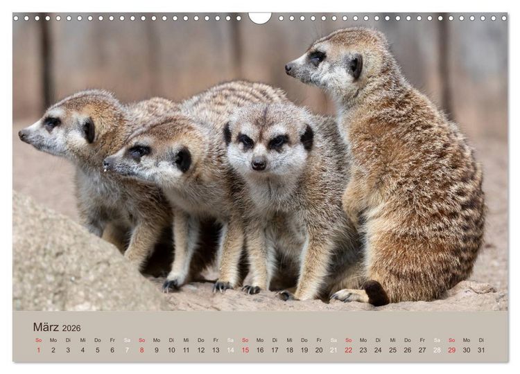 Produktbild: Quirlige Erdm&auml;nnchen (Wandkalender 2026 DIN A3 quer), CALVENDO Monatskalender