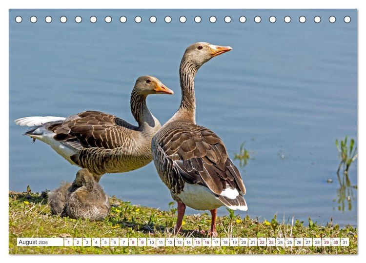 Produktbild: Sturmerprobt - V&ouml;gel an Nordfrieslands K&uuml;ste (Tischkalender 2026 DIN A5 quer), CALVENDO Monatskalender