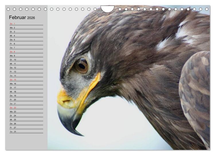 Produktbild: Adler und Greife. K&ouml;nige des Himmels (Wandkalender 2026 DIN A4 quer), CALVENDO Monatskalender