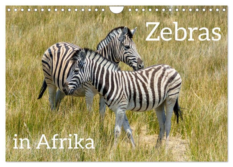 Produktbild: Zebras in Afrika (Wandkalender 2026 DIN A4 quer), CALVENDO Monatskalender