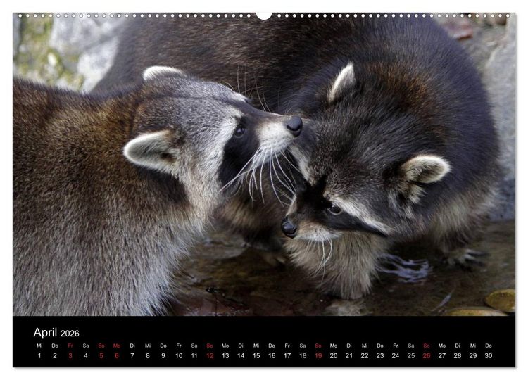 Produktbild: Waschb&auml;ren (hochwertiger Premium Wandkalender 2026 DIN A2 quer), Kunstdruck in Hochglanz