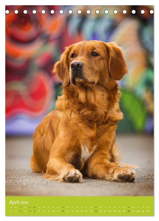 Produktbild: Graffiti Dogs Kunterbunt (Tischkalender 2026 DIN A5 hoch), CALVENDO Monatskalender