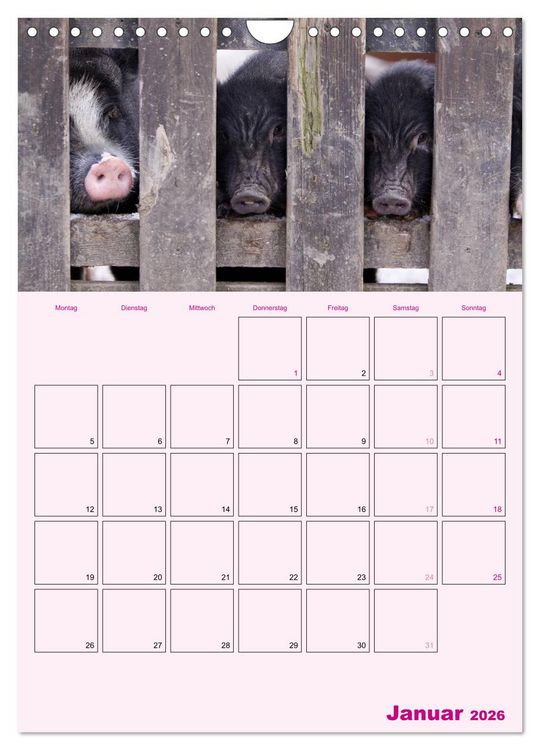 Produktbild: Schweinischer Terminplaner (Wandkalender 2026 DIN A4 hoch), CALVENDO Monatskalender