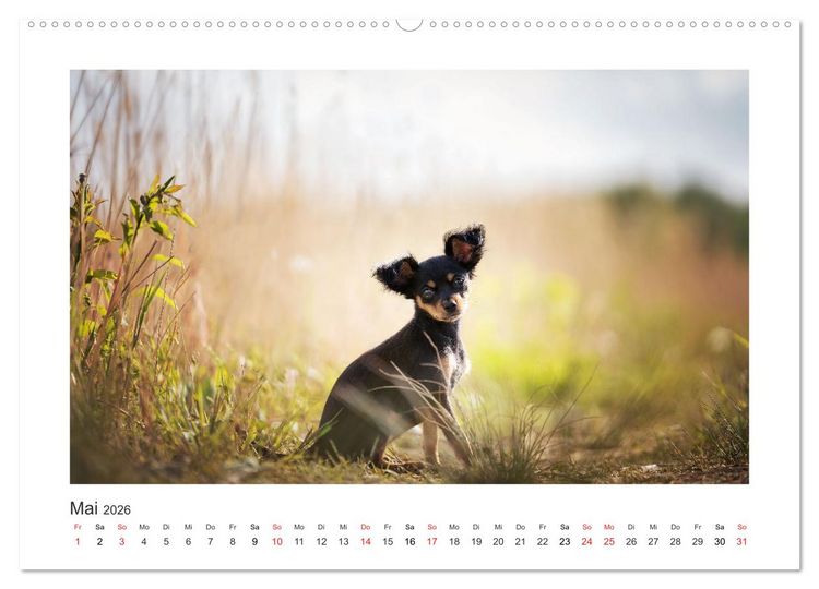 Produktbild: Herzenshunde 2026 (Wandkalender 2026 DIN A2 quer), CALVENDO Monatskalender