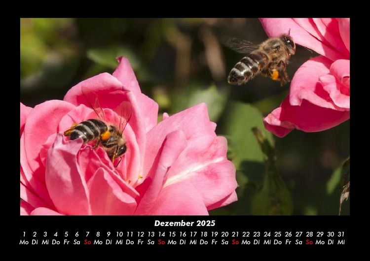 Produktbild: Rosen-Kalender 2025 Fotokalender DIN A3