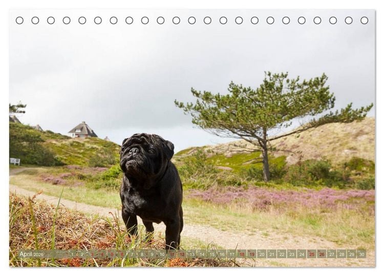 Produktbild: Sylt - Insel der M&ouml;pse (Tischkalender 2026 DIN A5 quer), CALVENDO Monatskalender
