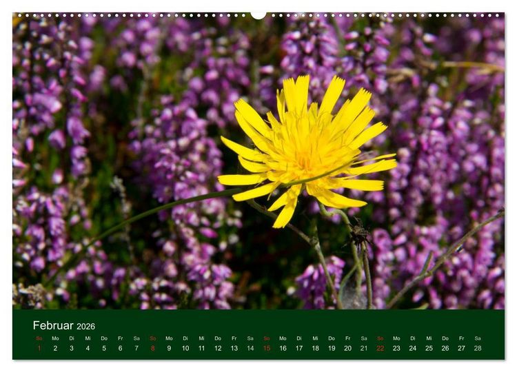 Produktbild: Blumen und Bl&uuml;ten (hochwertiger Premium Wandkalender 2026 DIN A2 quer), Kunstdruck in Hochglanz