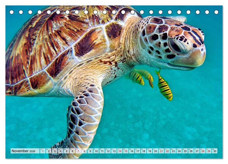 Produktbild: Abenteuer Riff - bunte Unterwasserwelt (Tischkalender 2026 DIN A5 quer), CALVENDO Monatskalender