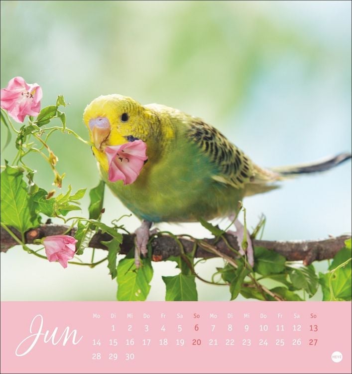 Produktbild: Freche Wellensittiche Postkartenkalender 2027