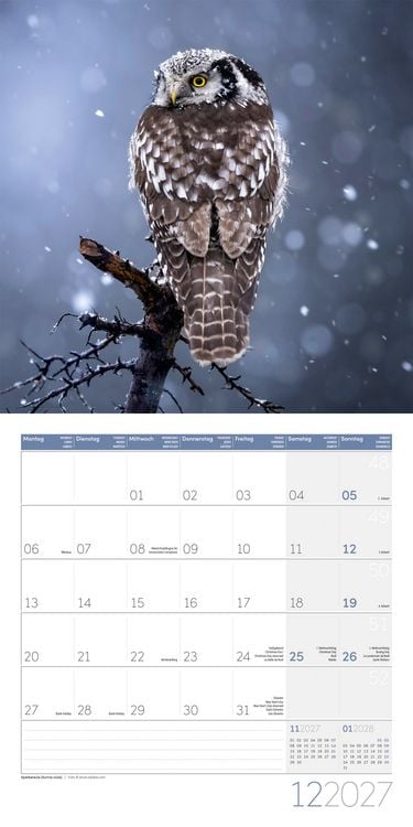 Produktbild: Eulen Kalender 2027 - 30x30 - Art12