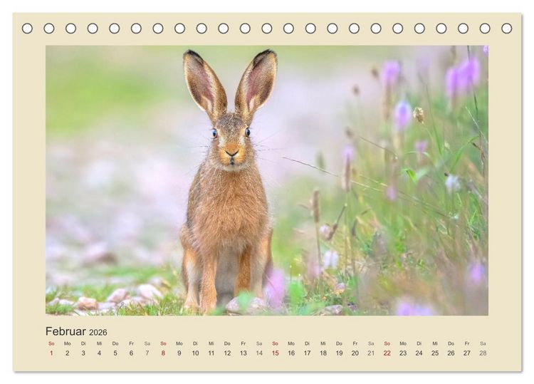 Produktbild: Tiere im Wald. Bezaubernde Begegnungen (Tischkalender 2026 DIN A5 quer), CALVENDO Monatskalender