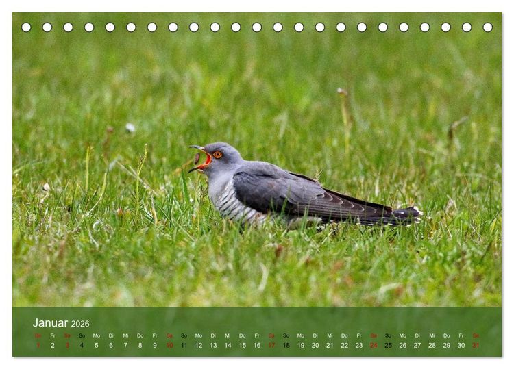 Produktbild: Kuckuck,Kuckuck,rufts aus dem Wald (Tischkalender 2026 DIN A5 quer), CALVENDO Monatskalender