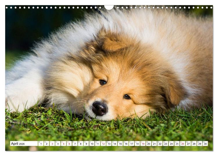 Produktbild: Colliewelpen - kleine Collies erobern die Welt (Wandkalender 2026 DIN A3 quer), CALVENDO Monatskalender