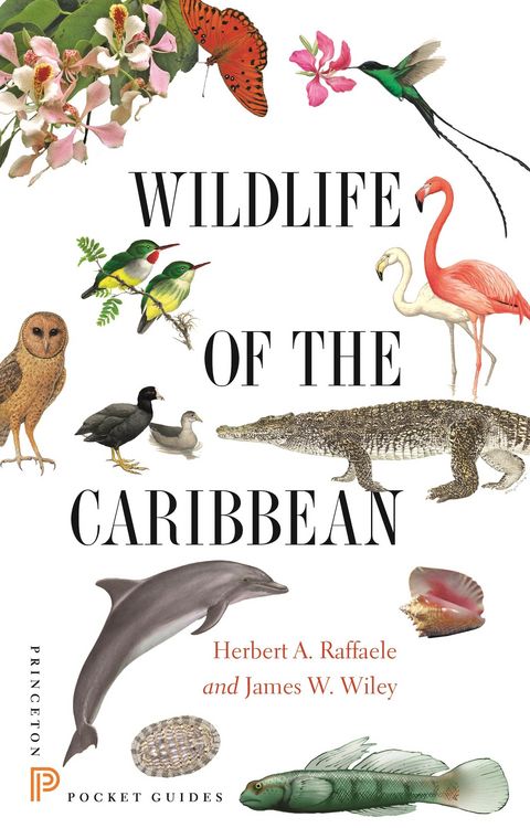 Produktbild: Wildlife of the Caribbean