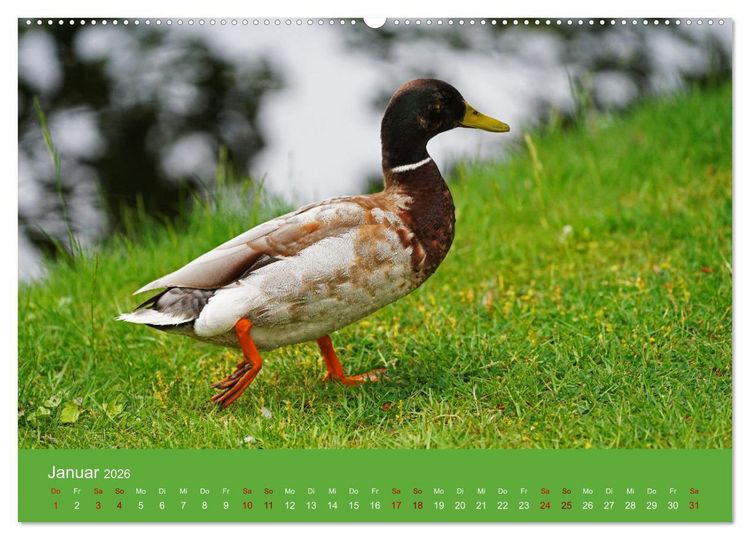 Produktbild: Faszination Enten (hochwertiger Premium Wandkalender 2026 DIN A2 quer), Kunstdruck in Hochglanz
