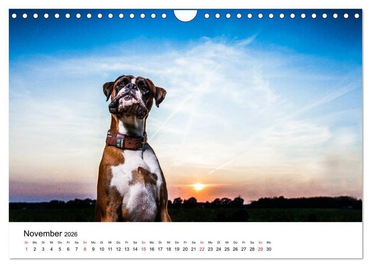 Produktbild: Deutscher Boxer (Wandkalender 2026 DIN A4 quer), CALVENDO Monatskalender