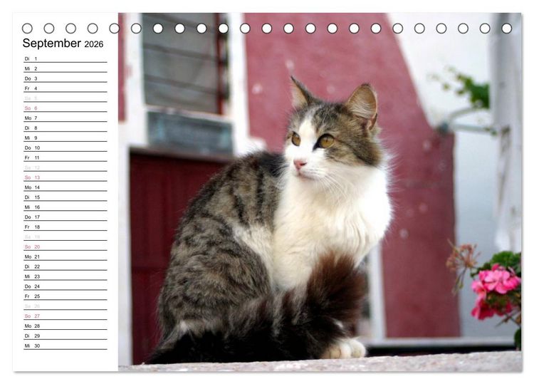 Produktbild: Katzensprung (Tischkalender 2026 DIN A5 quer), CALVENDO Monatskalender