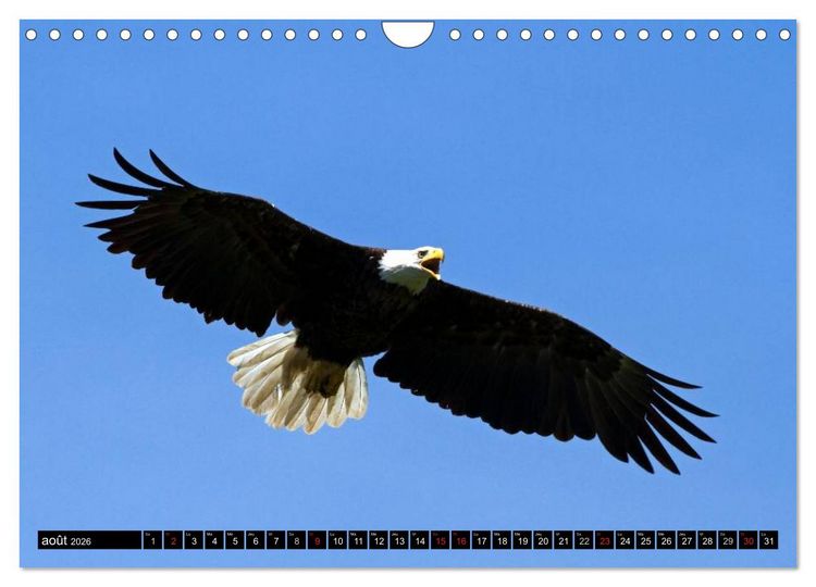 Produktbild: PLUMES L&Eacute;G&Egrave;RES. Oiseaux du Monde (Calendrier mural 2026 DIN A4 vertical), CALVENDO calendrier mensuel