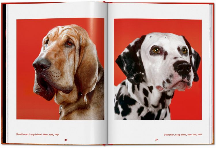 Produktbild: Walter Chandoha. Dogs. Photographs 1941&ndash;1991