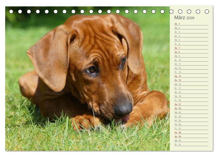 Produktbild: Rhodesian Ridgeback - Jung, wild, zuckers&uuml;&szlig; (Tischkalender 2026 DIN A5 quer), CALVENDO Monatskalender
