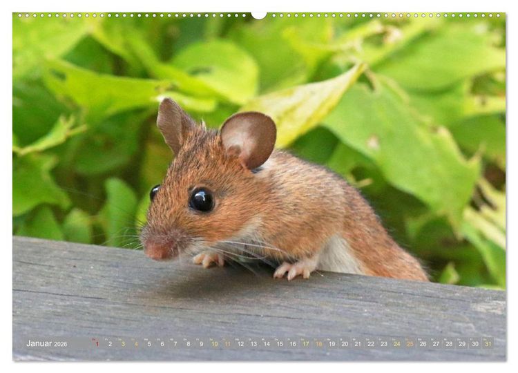 Produktbild: Zauberhafte M&auml;use: Von wegen nur Grau (hochwertiger Premium Wandkalender 2026 DIN A2 quer), Kunstdruck in Hochglanz