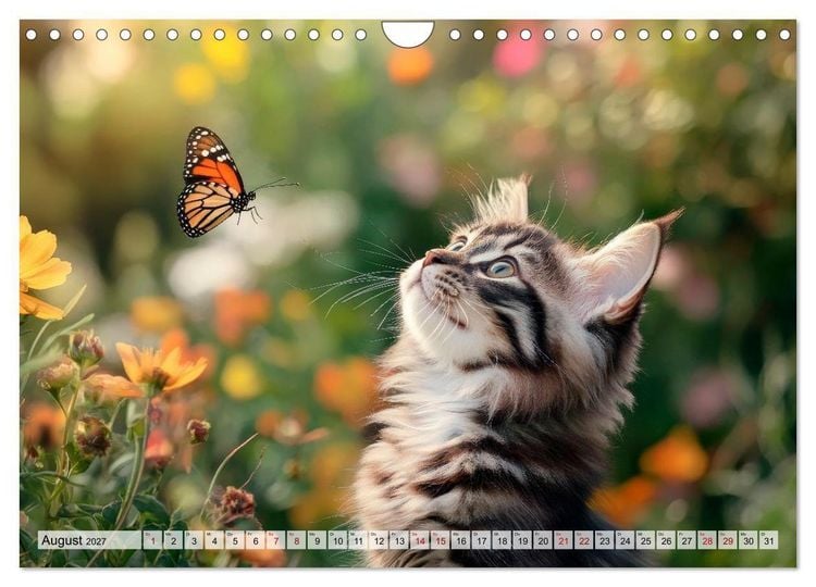 Produktbild: Kleine K&auml;tzchen - Ein Jahr voller Samtpfotenzauber (Wandkalender 2027 DIN A4 quer), CALVENDO Monatskalender
