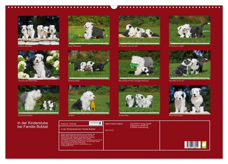 Produktbild: In der Kinderstube bei Familie Bobtail (Wandkalender 2026 DIN A2 quer), CALVENDO Monatskalender