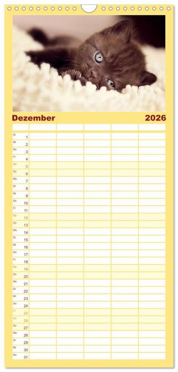 Produktbild: Familienplaner 2026 - Niedliche BKH Katzenkinder mit 5 Spalten (Wandkalender, 21 x 45 cm) CALVENDO