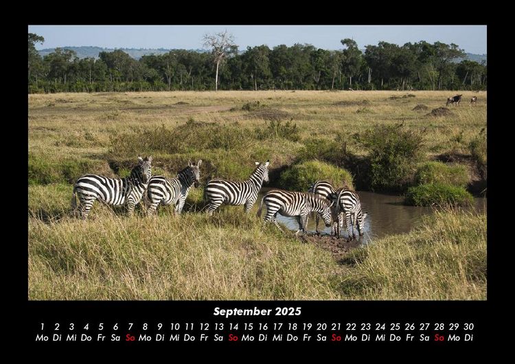 Produktbild: Zebrazauber 2025 Fotokalender DIN A3