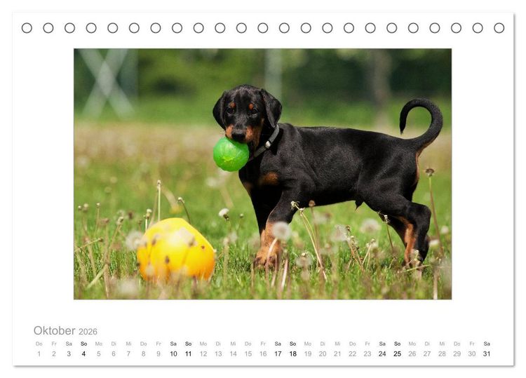 Produktbild: Dobermann Welpen (Tischkalender 2026 DIN A5 quer), CALVENDO Monatskalender