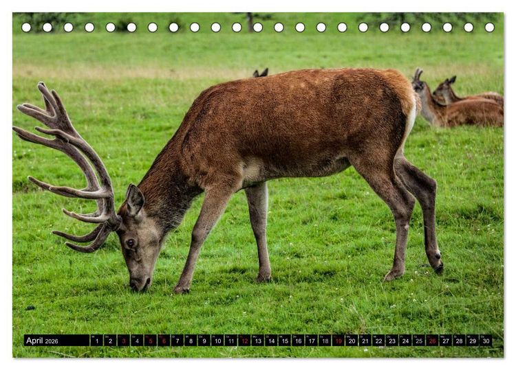 Produktbild: Sch&ouml;nes S&uuml;dwest-Deutschland Streifz&uuml;ge zwischen Rhein, Rebland und Schwarzwald (Tischkalender 2026 DIN A5 quer), CALVENDO Monatskalender