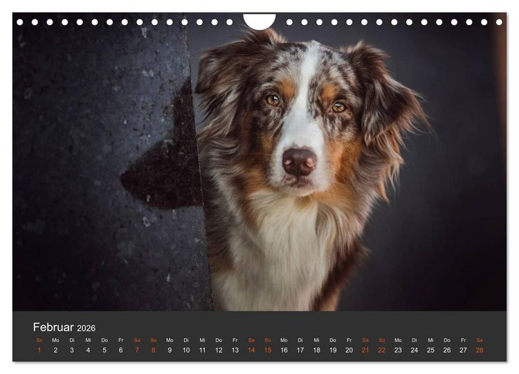Produktbild: Australian Shepherd - Vielfalt in einer Rasse (Wandkalender 2026 DIN A4 quer), CALVENDO Monatskalender