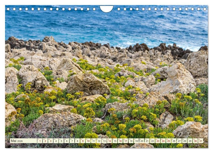 Produktbild: Mediterrane Flora - Pflanzen des S&uuml;dens (Wandkalender 2026 DIN A4 quer), CALVENDO Monatskalender