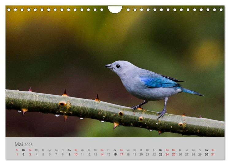 Produktbild: Costa Rica - Exotische V&ouml;gel im Regenwald (Wandkalender 2026 DIN A4 quer), CALVENDO Monatskalender