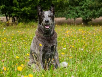 Produktbild: CALVENDO Puzzle Ein Motiv aus dem Kalender Power auf 4 Pfoten. Australian Cattle Dog | 1000 Teile Lege-Gr&ouml;&szlig;e 64x48cm Foto-Puzzle f&uuml;r gl&uuml;ckliche Stunde