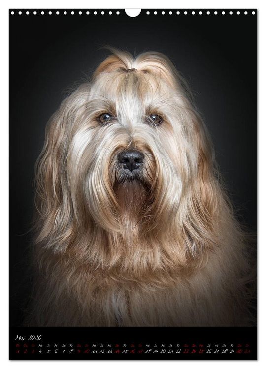 Produktbild: Hunde-Augen-Blicke (Wandkalender 2026 DIN A3 hoch), CALVENDO Monatskalender