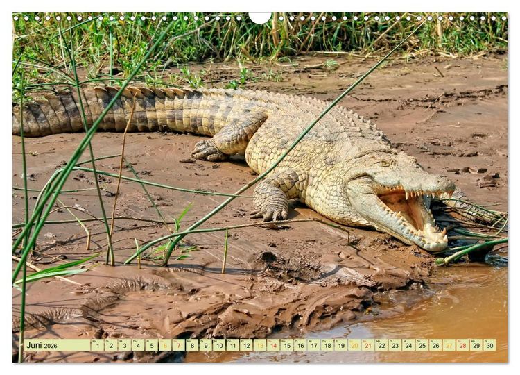 Produktbild: Urzeitreptilien - Krokodil (Wandkalender 2026 DIN A3 quer), CALVENDO Monatskalender