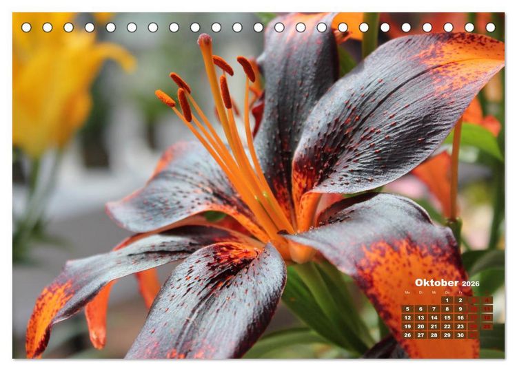 Produktbild: Lilien (Lilium) (Tischkalender 2026 DIN A5 quer), CALVENDO Monatskalender