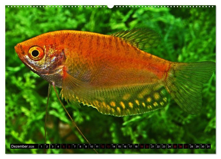 Produktbild: Beliebte Fische der Welt (Wandkalender 2026 DIN A2 quer), CALVENDO Monatskalender