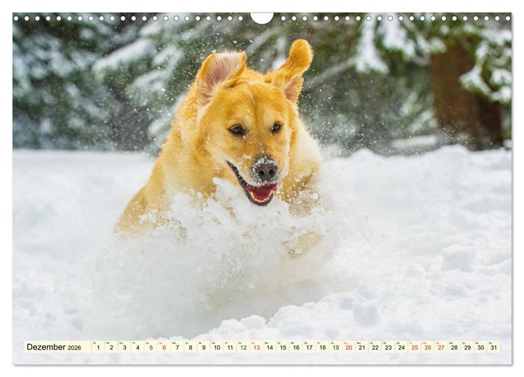 Produktbild: Golden Retriever - Freunde auf 4 Pfoten (Wandkalender 2026 DIN A3 quer), CALVENDO Monatskalender