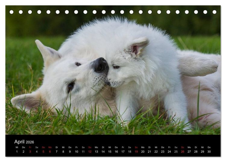 Produktbild: Wei&szlig;er Schweizer Sch&auml;ferhund - Ein Tag im Leben einer Hundefamilie (Tischkalender 2026 DIN A5 quer), CALVENDO Monatskalender