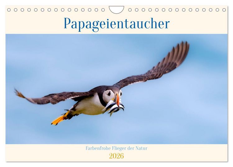 Produktbild: Papageientaucher - Farbenfrohe Flieger der Natur (Wandkalender 2026 DIN A4 quer), CALVENDO Monatskalender