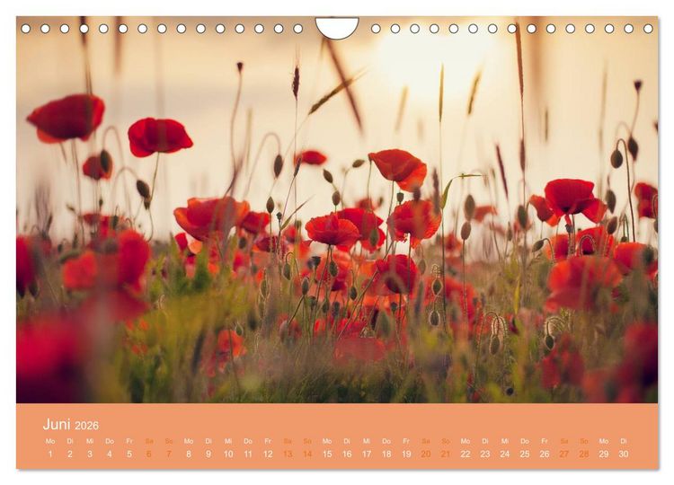 Produktbild: Zeitenwandel - Ein Jahr in der Natur (Wandkalender 2026 DIN A4 quer), CALVENDO Monatskalender