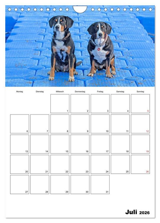 Produktbild: Entlebucher Sennenhunde begleiten Sie durch das Jahr (Wandkalender 2026 DIN A4 hoch), CALVENDO Monatskalender