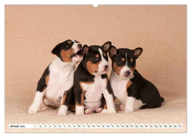 Produktbild: Wunderbare Basenji Welpenzeit (hochwertiger Premium Wandkalender 2026 DIN A2 quer), Kunstdruck in Hochglanz