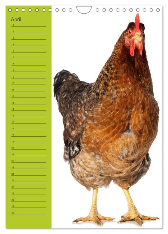 Produktbild: Kunterbunte H&uuml;hner Truppe (Wandkalender 2026 DIN A4 hoch), CALVENDO Monatskalender