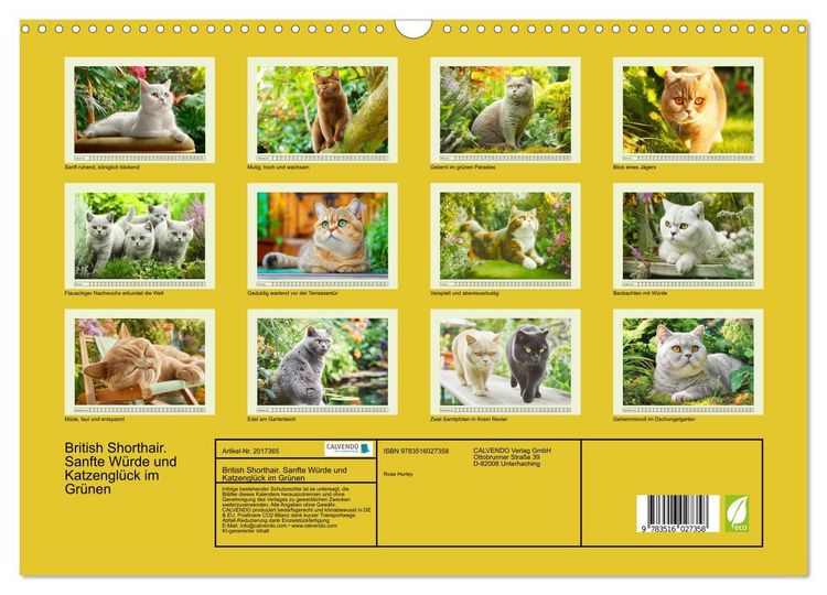 Produktbild: British Shorthair. Sanfte W&uuml;rde und Katzengl&uuml;ck im Gr&uuml;nen (Wandkalender 2026 DIN A3 quer), CALVENDO Monatskalender
